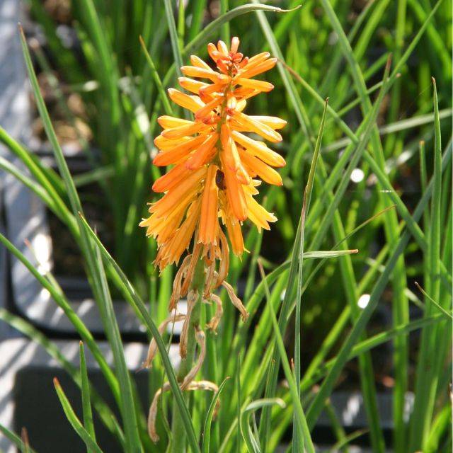 Kniphofia 'Poco Orange' (Marie-Elise LIENNARD)
