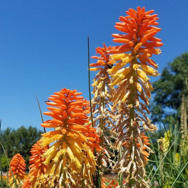 Kniphofia 'Poco Sunset' (Dan Keck / wikimedia.org)