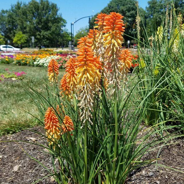 Kniphofia 'Poco Sunset' (Dan Keck / wikimedia.org)