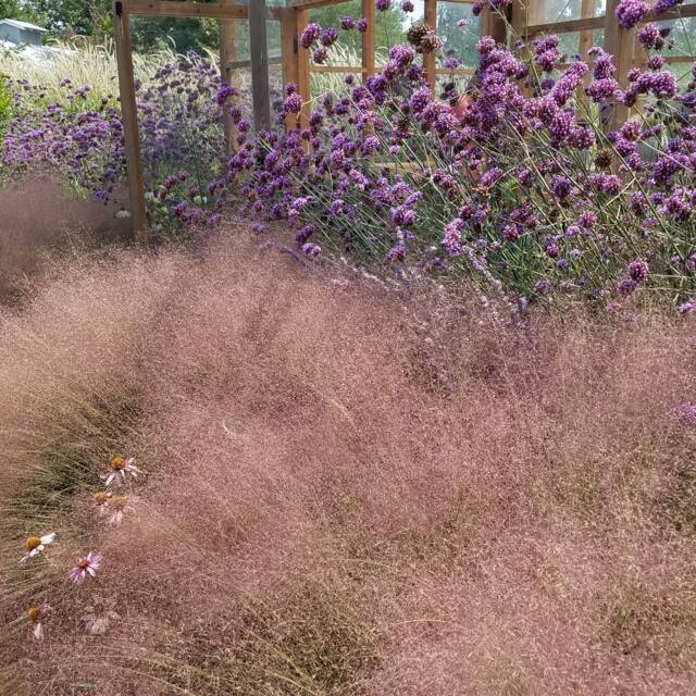 Muhlenbergia capillaris (Plant Right / flickr.com)