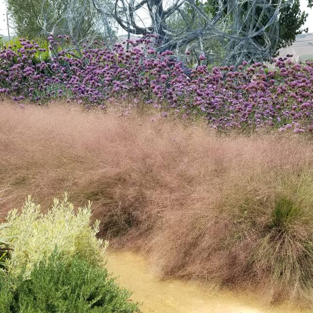 Muhlenbergia capillaris (Plant Right / flickr.com)