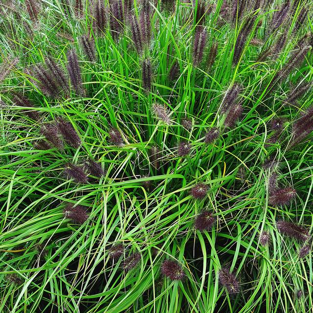 Pennisetum alopecuroides 'Red Head' (m. m. v. / flickr.com)