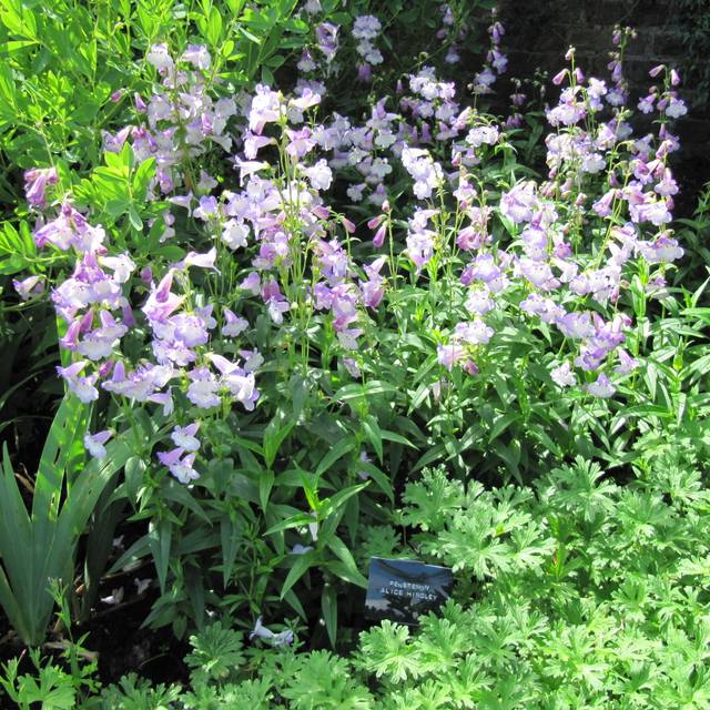 Penstemon 'Alice Hindley' (Leonora (Ellie) Enking / flickr.com)