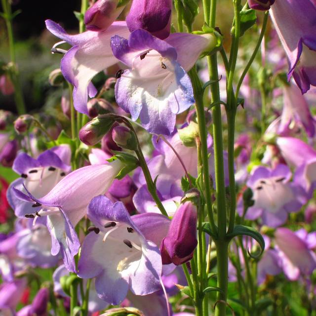 Penstemon 'Alice Hindley' (Laura Nolte / flickr.com)