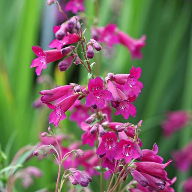 Penstemon 'Blackbird' (Alexandra / Adobe Stock)