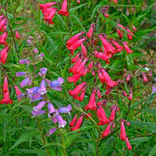 Penstemon 'Chester Scarlet' (Garden Guru / Adobe Stock)