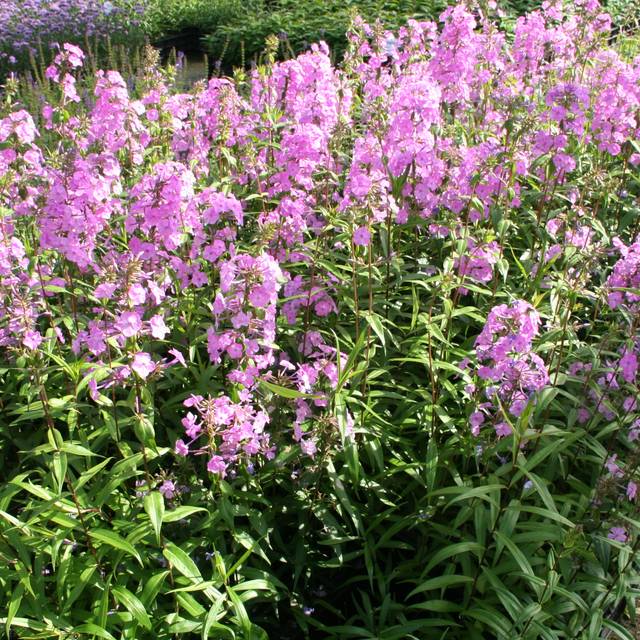 Phlox 'Alpha'  (Marie-Elise LIENNARD)