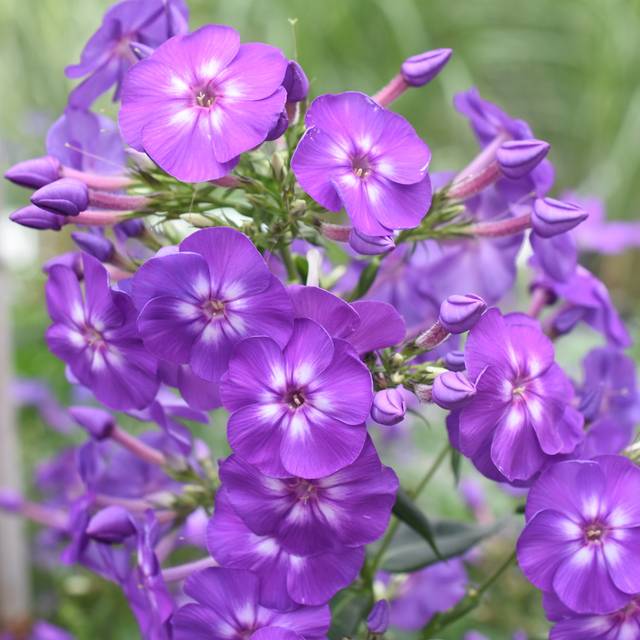 Phlox 'Blue Boy' (Paniculata Group) (Tanya / Adobe Stock)