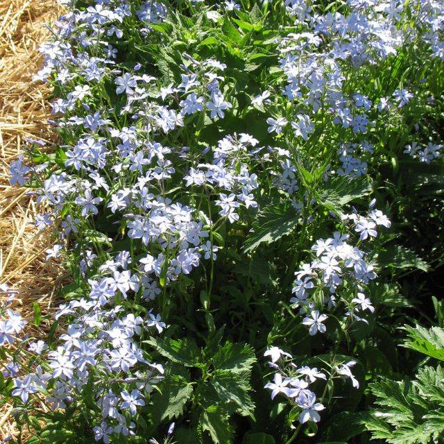 Phlox divaricata 'Clouds of Perfume' (Staudengärtnerei Forssman / flickr.com)