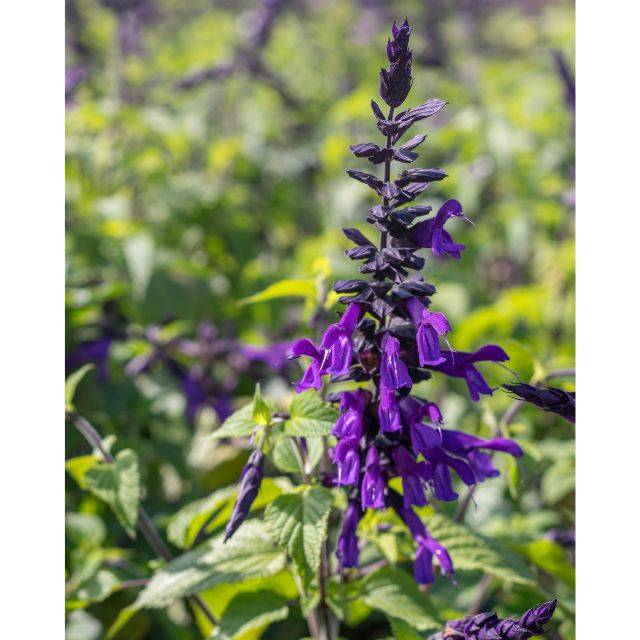 Salvia 'Amistad'® (Valleybrook Gardens / flickr.com)