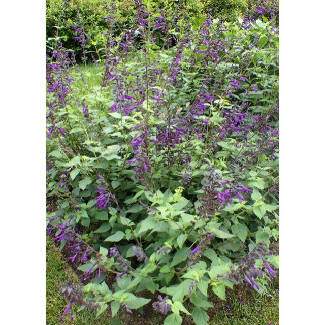 Salvia 'Amistad'® (Krzysztof Ziarnek, Kenraiz / wikimedia.org)