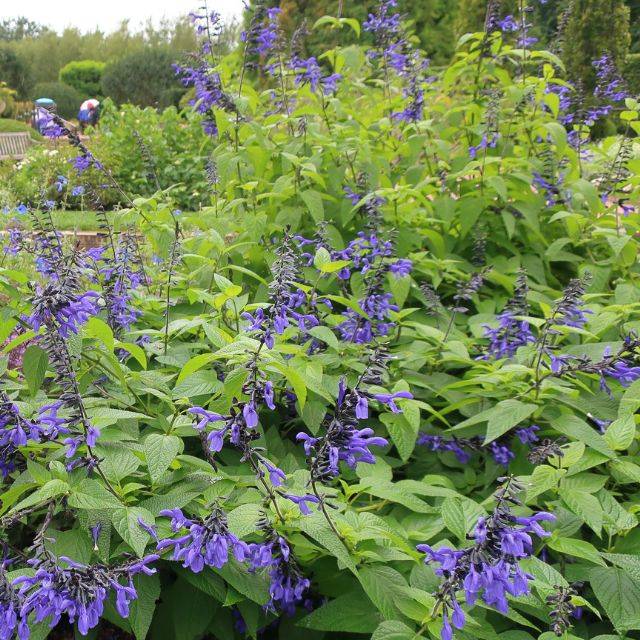 Salvia guaranitica 'Black and Blue' (cultivar413 / wikimedia.org)