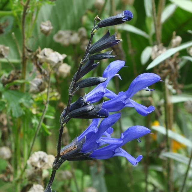 Salvia guaranitica 'Black and Blue' (Aaron Carlson / flickr.com)