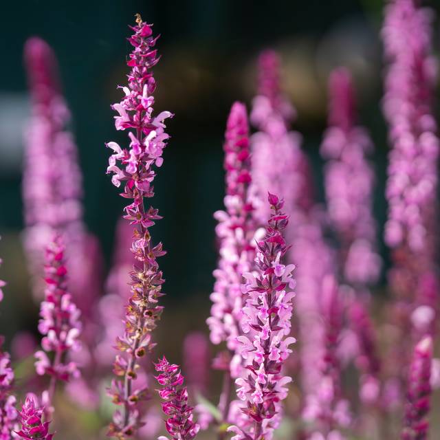 Salvia nemorosa 'Caradonna Pink Inspiration'® (Kaja / Adobe Stock)
