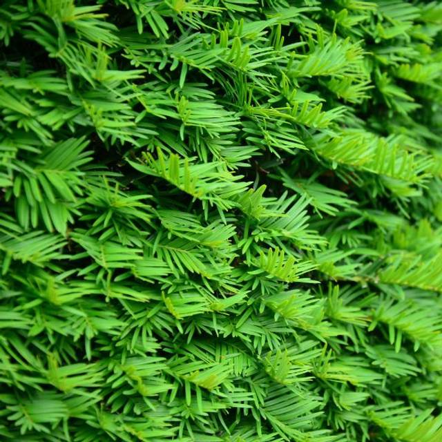 Taxus baccata - If commun - Feuillage (bildlove / Adobe Stock)