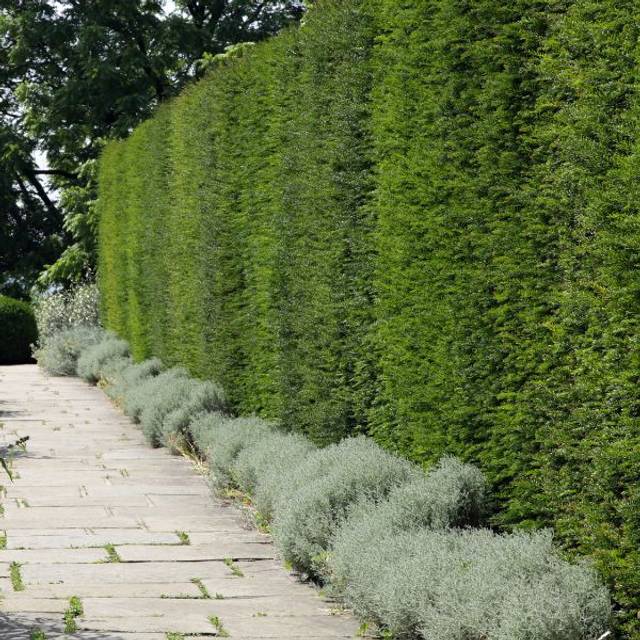Taxus baccata - If commun - Haie (Yols / Adobe Stock)
