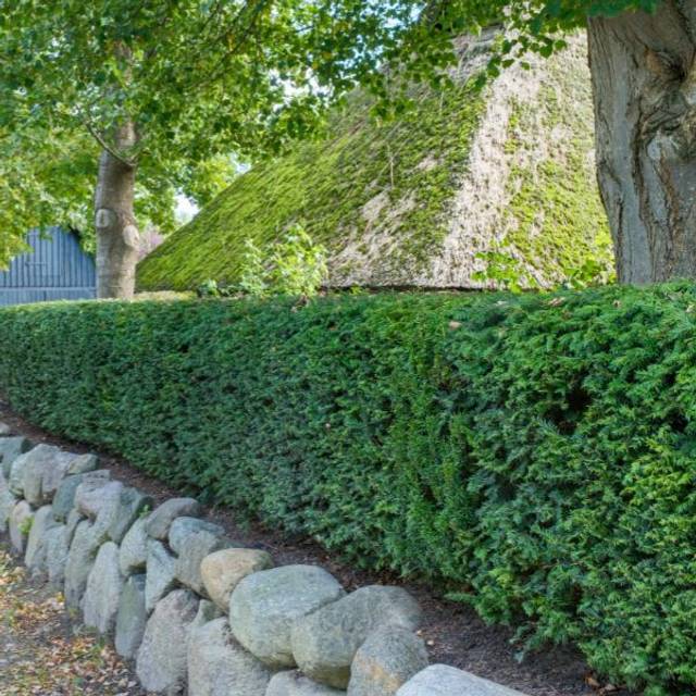 Taxus baccata - If commun - taillés en haie (progarten / Adobe Stock)