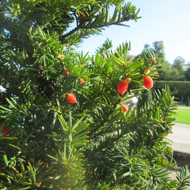 Taxus baccata - If commun (Andreas Rockstein / flickr.com)