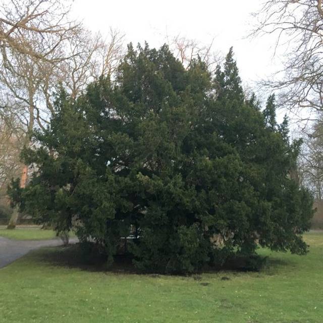 Taxus baccata - If commun (KaiKemmann / wikimedia.org)
