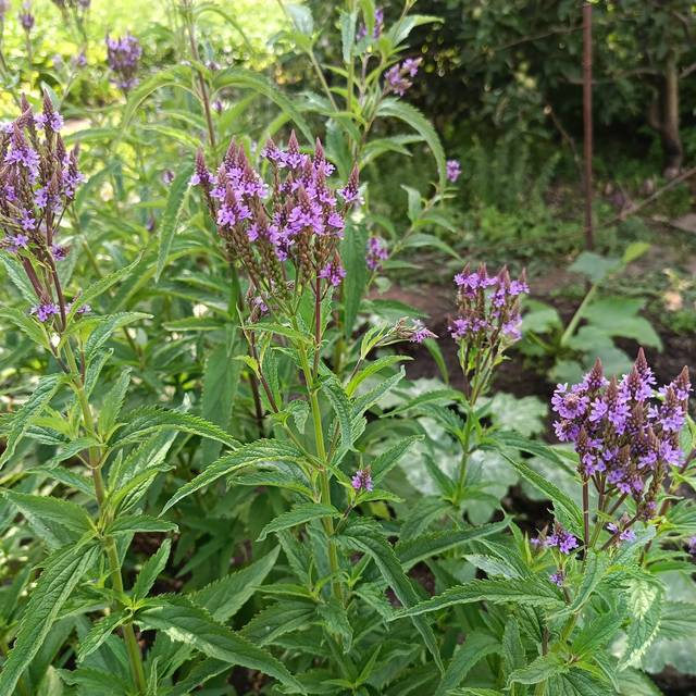Verbena hastata 'Blue Spires' (Daria / Adobe Stock)