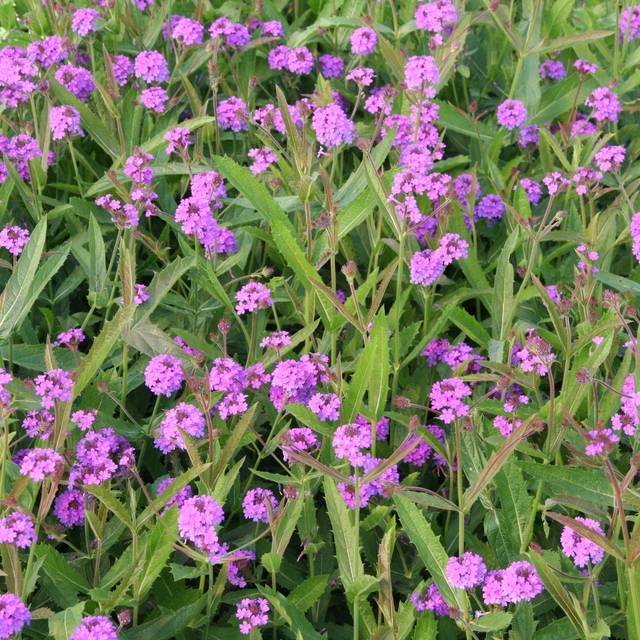 Verbena rigida (Marie-Elise LIENNARD)