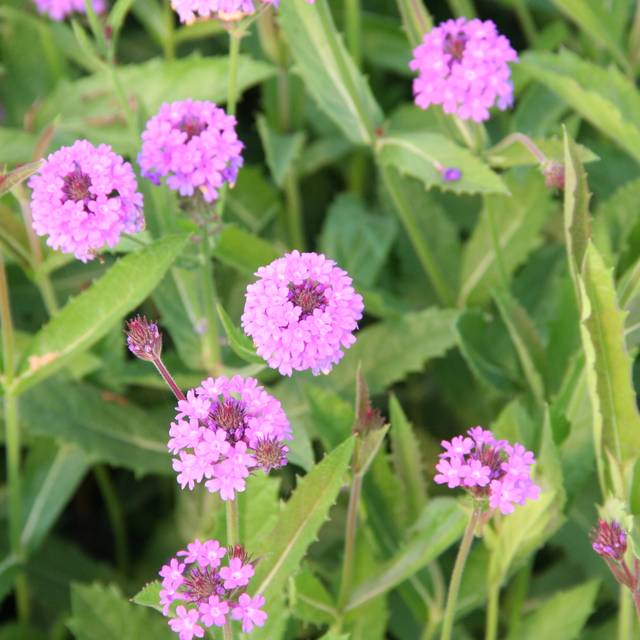 Verbena rigida (Marie-Elise LIENNARD)