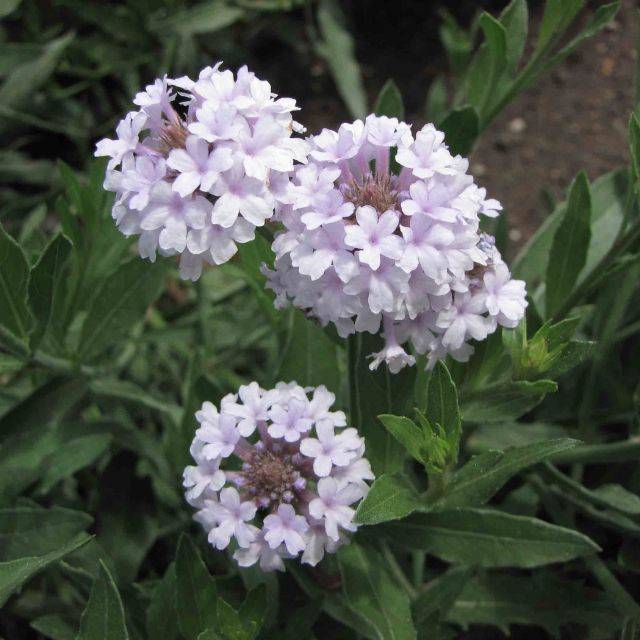 Verbena rigida 'Polaris' (KHQ / flickr.com)