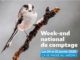 En 2026, comptez les oiseaux de votre jardin, et devenez acteur de la biodiversité !