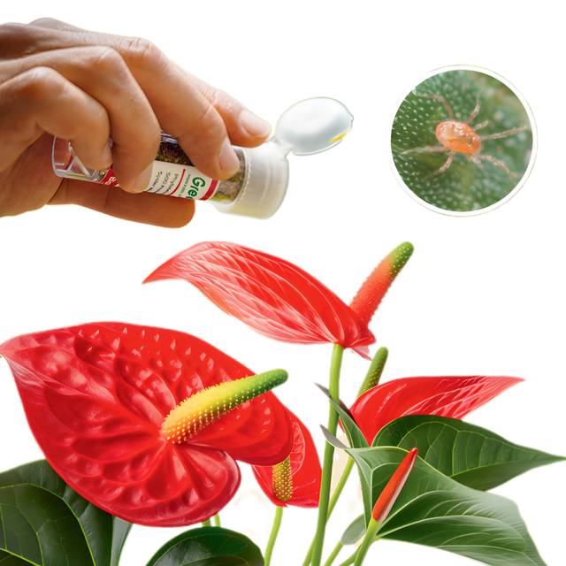 Phytoseiulus anti acariens 500 acariens (D.R. / Greenapy)