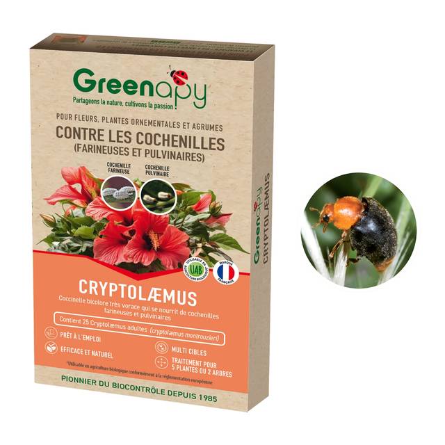 Coccinelle Cryptolaemus Montrouzieri 25 adultes, anti Cochenilles (D.R. / Greenapy)