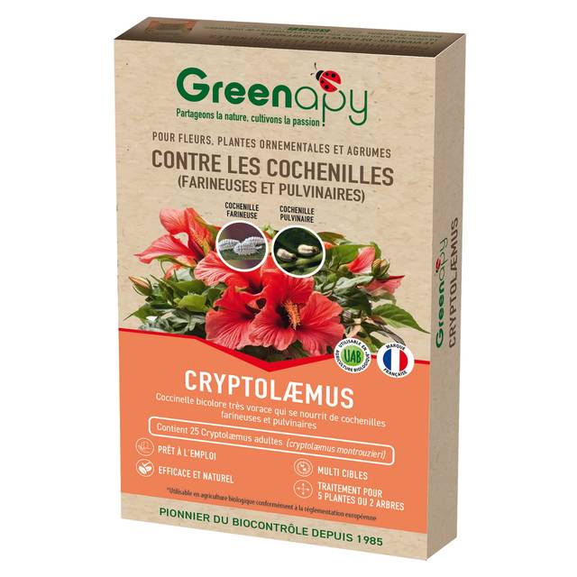 Coccinelle Cryptolaemus Montrouzieri 25 adultes, anti Cochenilles (D.R. / Greenapy)