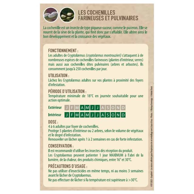 Coccinelle Cryptolaemus Montrouzieri 25 adultes, anti Cochenilles (D.R. / Greenapy)