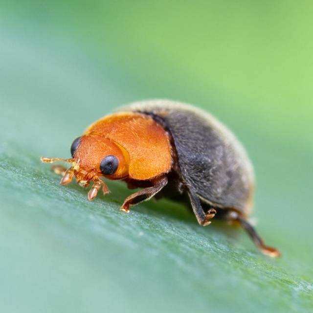 Coccinelle Cryptolaemus Montrouzieri 25 adultes, anti Cochenilles (D.R. / Greenapy)