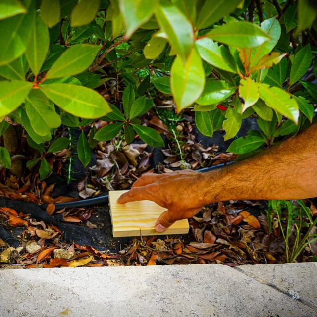 Piège à othiorrhynques adultes à base de nématodes (D.R. / Greenapy)