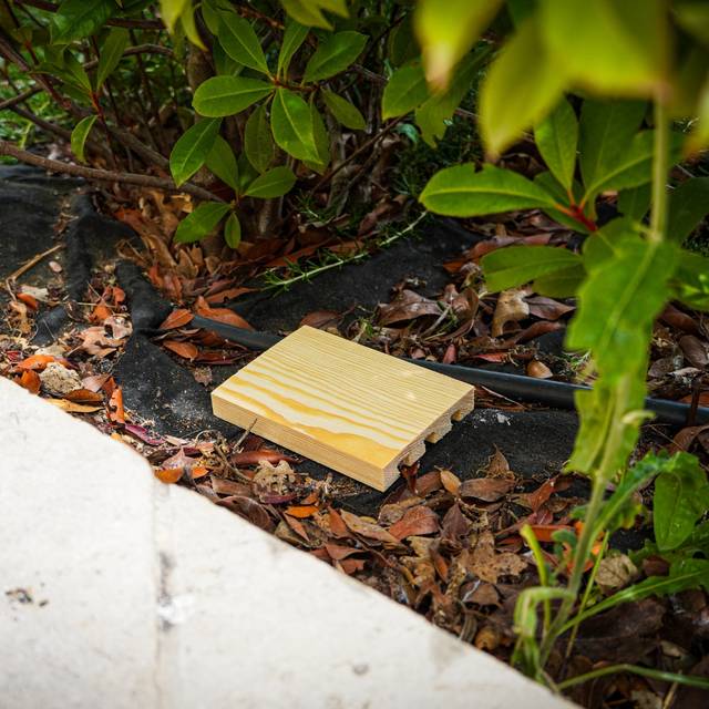 Piège à othiorrhynques adultes à base de nématodes (D.R. / Greenapy)