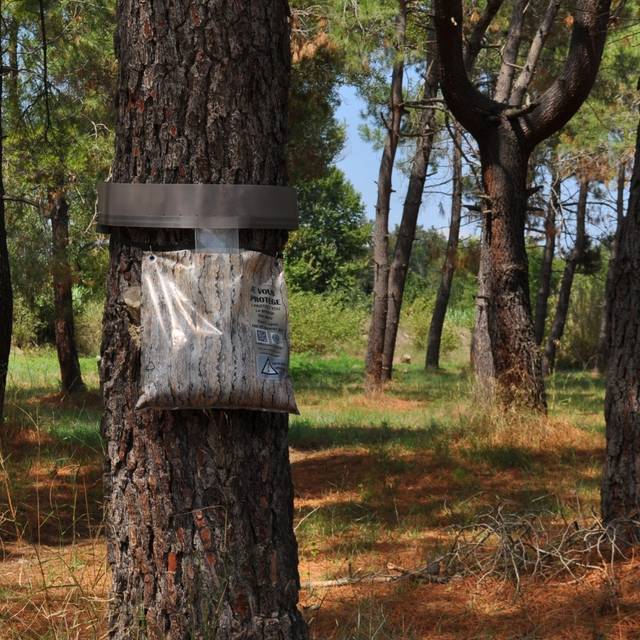 Piège à chenille processionnaire du pin 