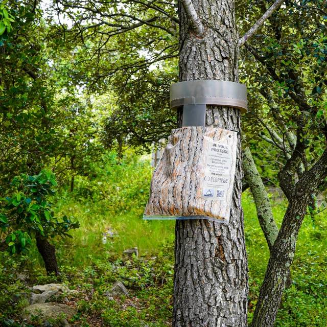 Piège à chenille processionnaire du pin 
