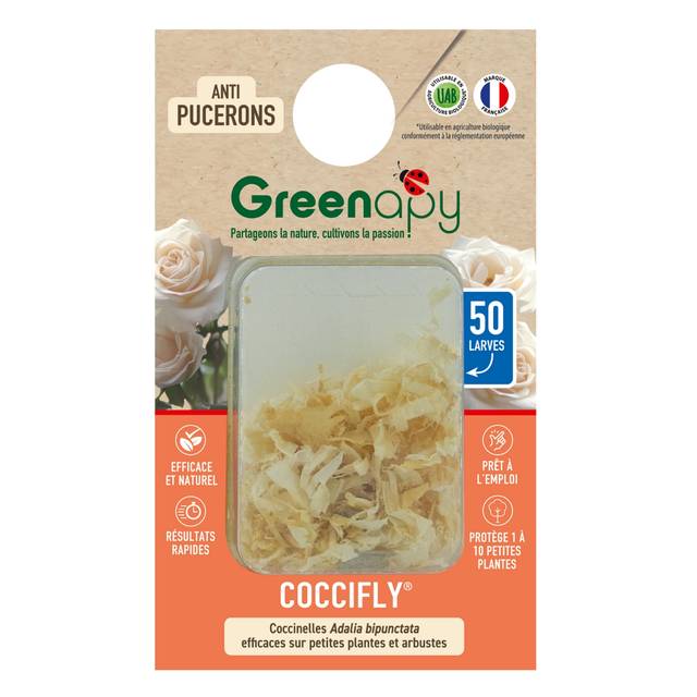 Coccifly 50 larves, Blister prêt à l'emploi anti-pucerons arbustes (D.R. / Greenapy)