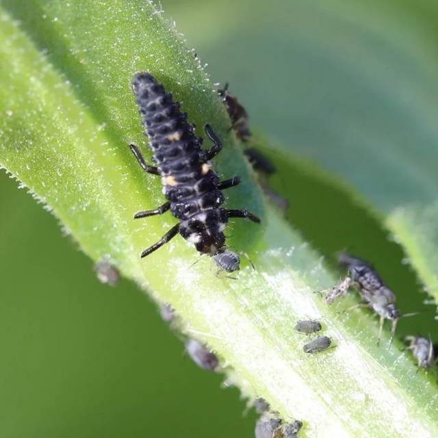 Coccifly 50 larves, Blister prêt à l'emploi anti-pucerons arbustes (D.R. / Greenapy)