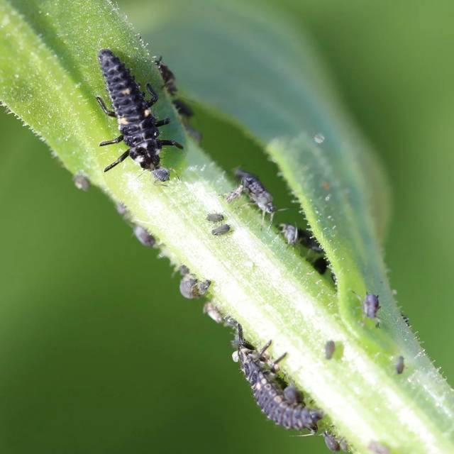 Coccifly 80 larves blister prêt à l'emploi anti-pucerons arbustes (D.R. / Greenapy)