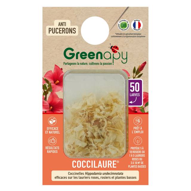 Coccilaure 50 larves blister prêt à l'emploi anti-pucerons lauriers roses et plantes basses (D.R. / Greenapy)