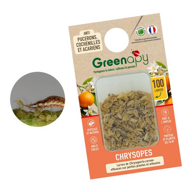 Chrysopes 100 larves blister anti-ravageurs divers préventif (D.R. / Greenapy)