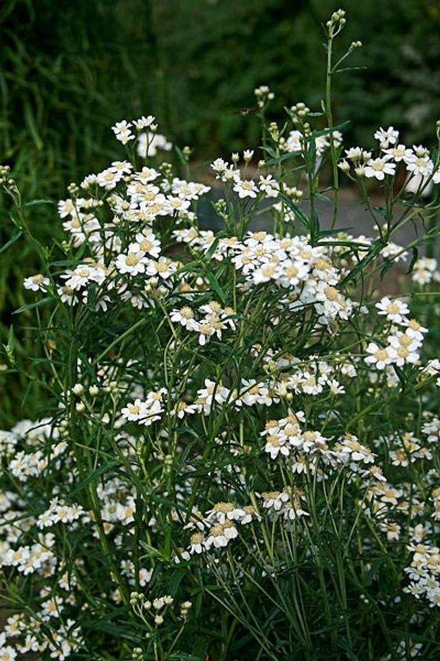 Achillées sternutatoires (Achillea ptarmica 'La Perle')