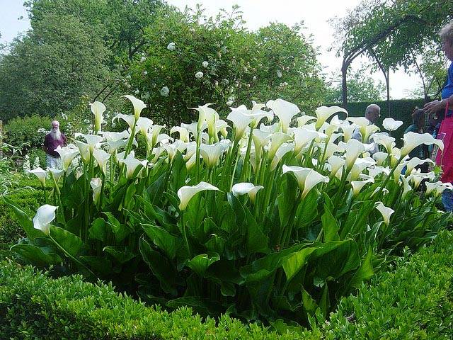 Arums blancs (zantedeschia aethiopica) - Jardin de Sissinghurst