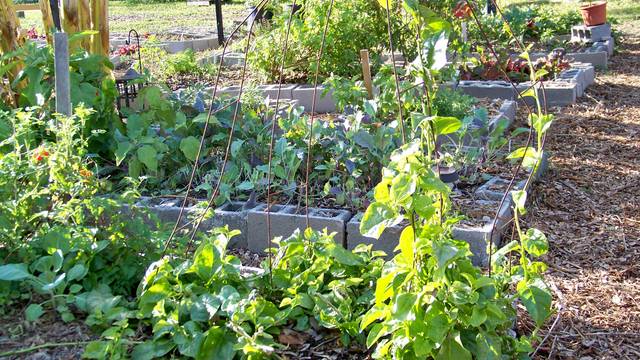 Carrés potagers avec bordures en parpaings