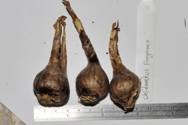 Bulbes de Chlidanthus fragrans