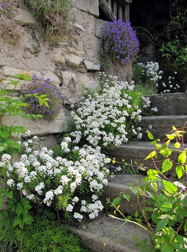Corbeilles d'argent - Iberis sempervirens