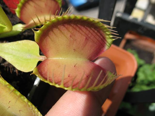 Dionea muscipula (les poils sensitifs sont visibles)