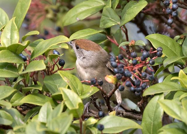 Fauvette à tête noire femelle se nourrissant de baies