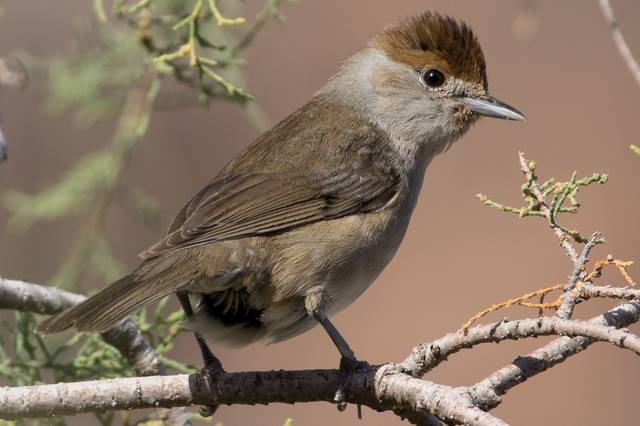 Fauvette à tête noire, femelle (Sylvia atricapilla)